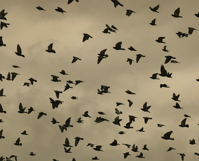 pexels-erkocphoto-20297217 Studio MEANING.+ More | Breathwork